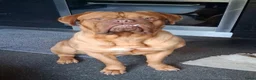 Bordeaux Dog honden te koop: Bordeaux dog zoekt nieuwe huisje  - Advertentie 4