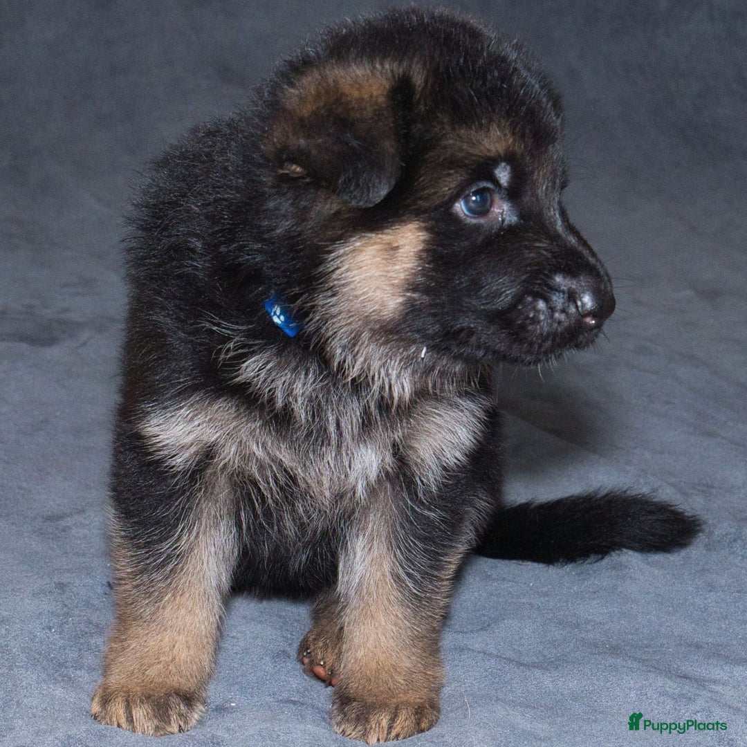 Duitse Herder honden te koop: 🐾 Duitse Herder Pup te Koop  🐾 - Afbeelding 4