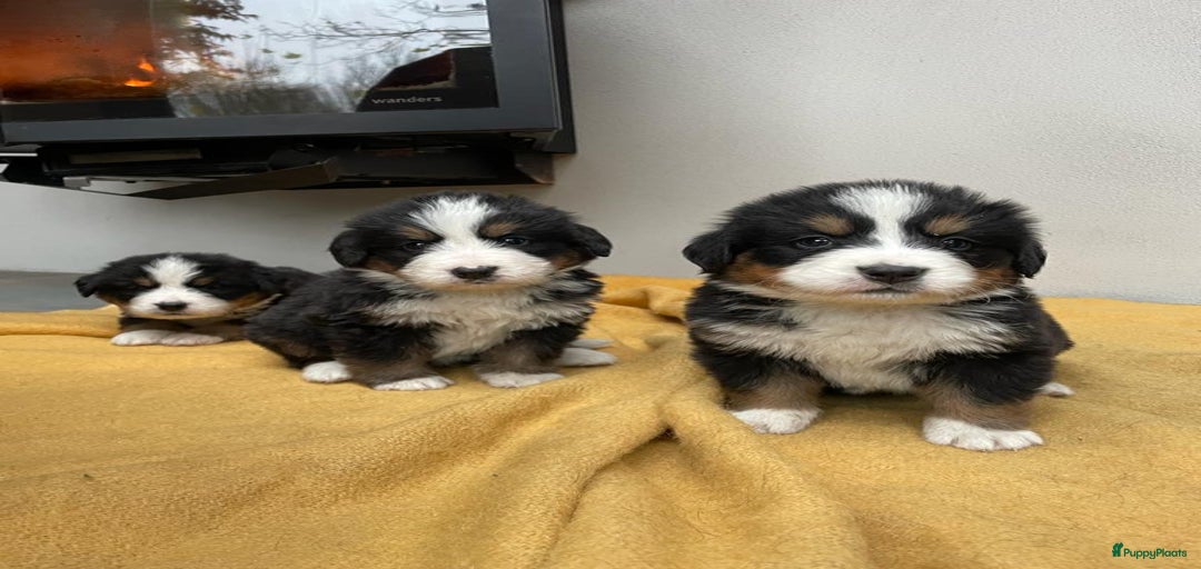 Galerij afbeelding {{count}}