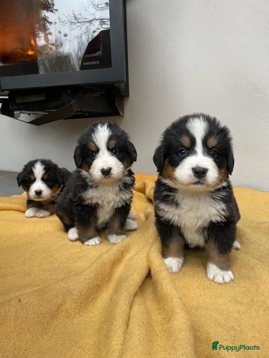 Galerij afbeelding {{count}}