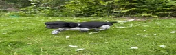 Friese Stabij honden te koop: Friese stabij puppy’s  in Uithuizermeeden - Advertentie 4
