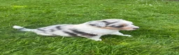 Australian Shepherd honden te koop: Blue Merle rue  - Advertentie 6