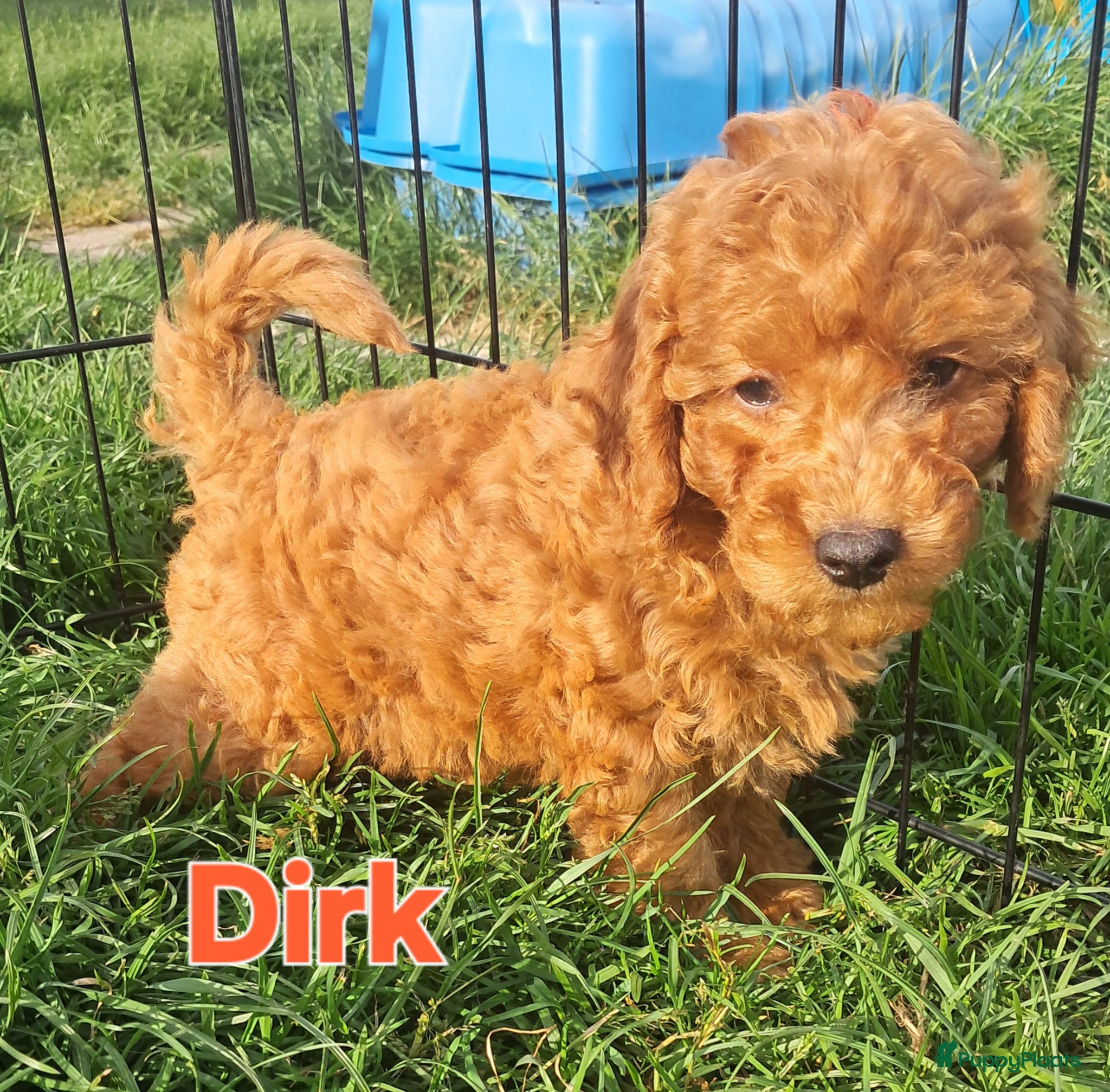 Labradoodle honden F1b mini doodles - Advertentie 2