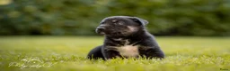 Kruising honden te koop: Huskador pupjes (labrador x Husky) - Advertentie 4