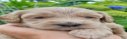 Australian Labradoodle honden te koop: Australian Labradoodle pups WALA stamboom  - Advertentie 8