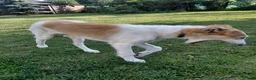 Barsoi honden te koop: AKSANA, Borzoi-teef uit FCI-kennel zoekt thuis - Advertentie 2