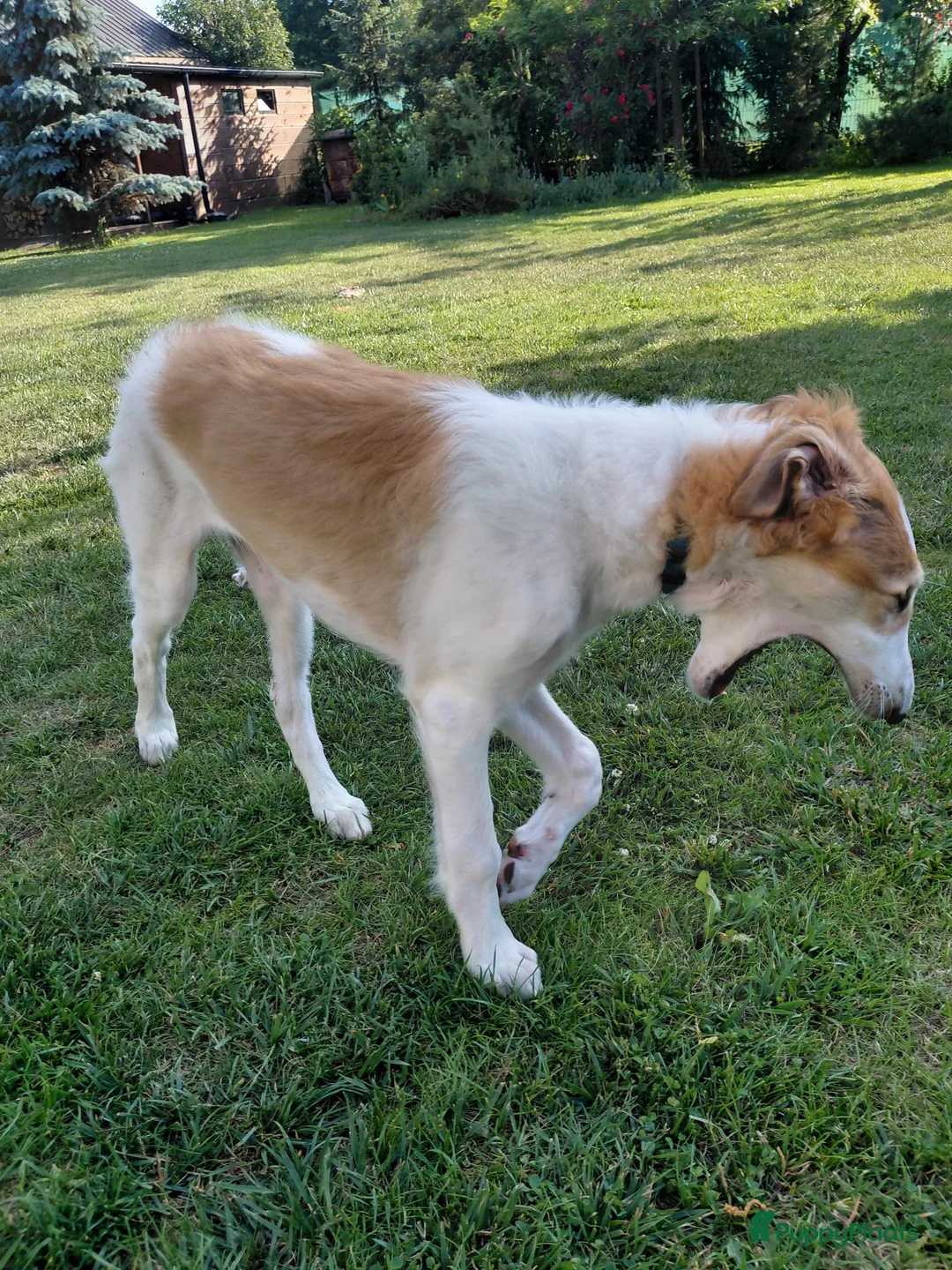 Barsoi honden te koop: AKSANA, Borzoi-teef uit FCI-kennel zoekt thuis - Advertentie 2