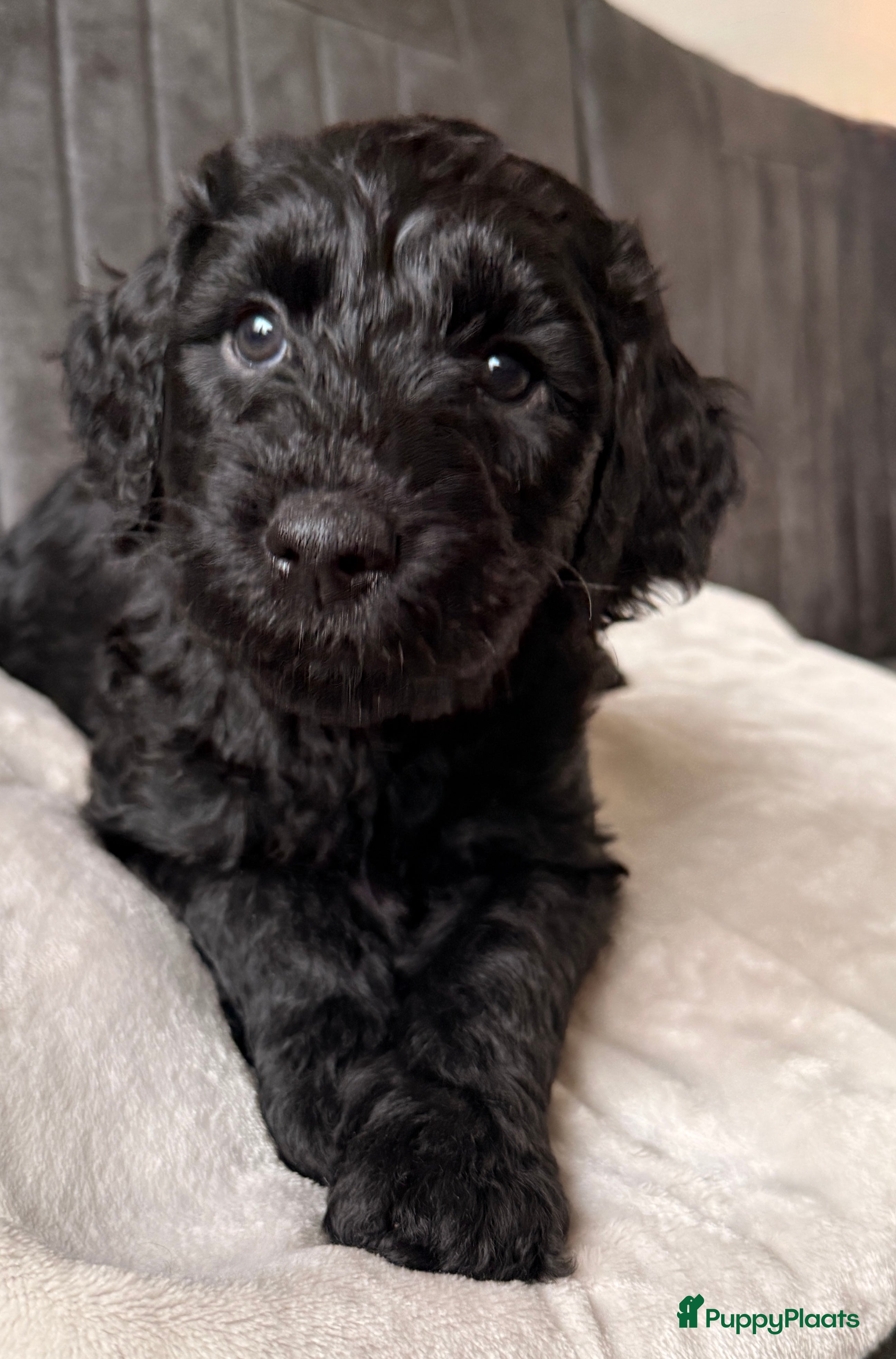 Kruising honden Goldendoodle/labradoodle - doubleDoodle nog 1 pup  - Advertentie 1