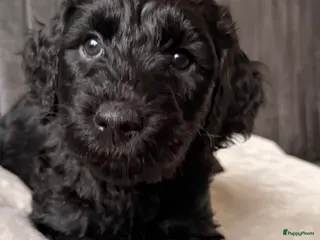 Kruising honden Goldendoodle/labradoodle - doubleDoodle nog 1 pup - Advertentie 4