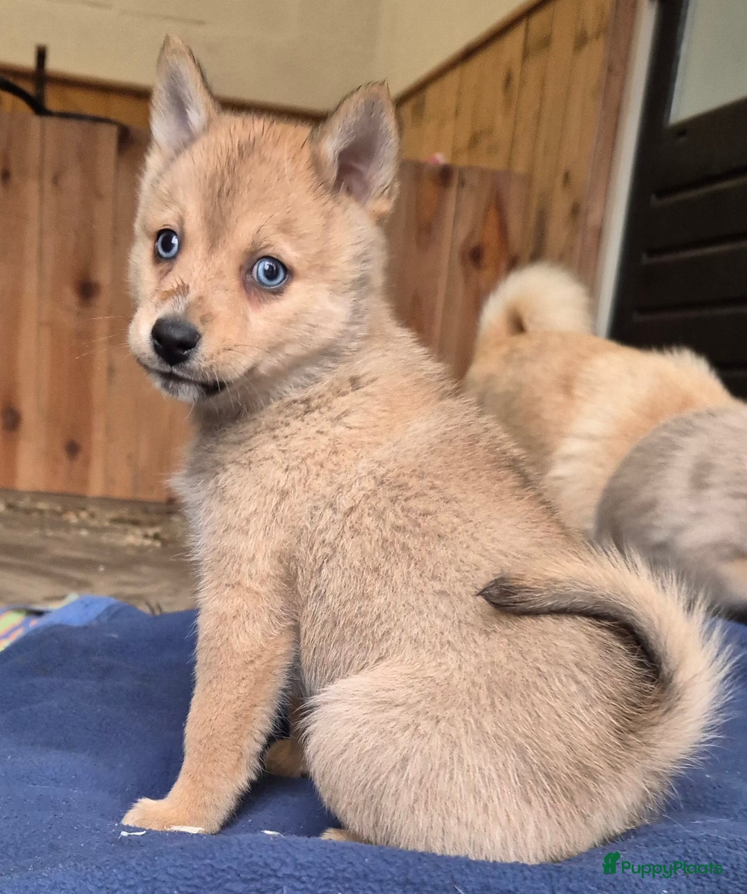 Kruising honden te koop: Pomsky x Shiba inu pups - Advertentie 11
