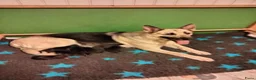 Duitse Herder honden te koop: Prachtige Oost Europese herder pups met Stamboom - Advertentie 8
