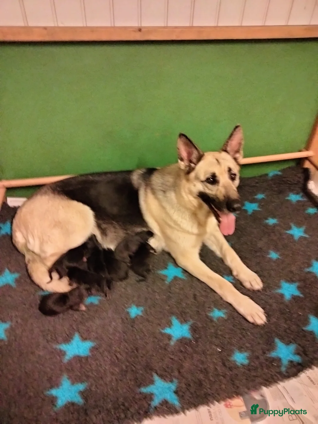 Duitse Herder honden te koop: Prachtige Oost Europese herder pups met Stamboom - Advertentie 8