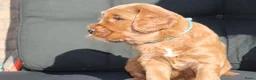 Australian Labradoodle honden te koop: Prachtige Australian Labradoodle pups in Velp - Advertentie 16