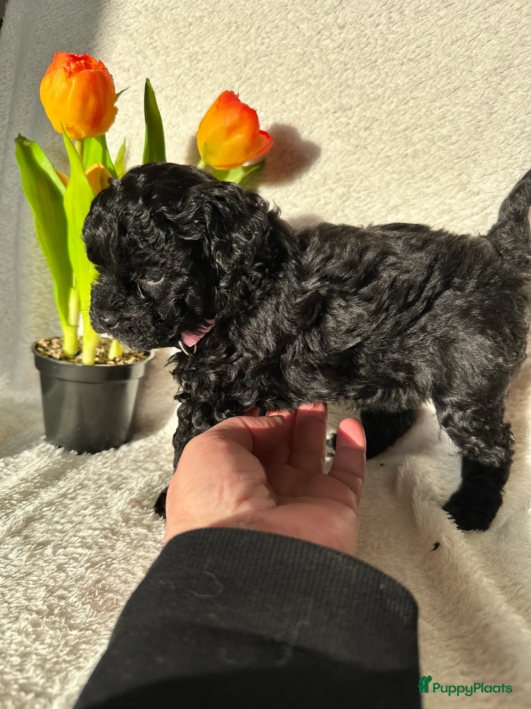 Poedel Toy honden te koop: Toypoedel pups (mini toypoedel) toypoodle puppy’s  - Advertentie 31