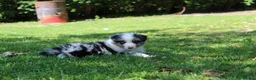 Australian Shepherd honden te koop: Australian shepherd pups beschikbaar - Advertentie 9