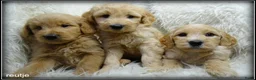Labradoodle honden te koop: Labradoodle medium pups - Advertentie 13