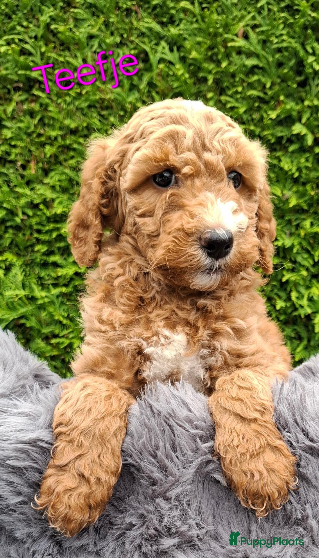 Labradoodle honden te koop: Labradoodle pups medium  - Advertentie 3