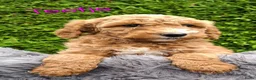 Labradoodle honden te koop: Labradoodle pups medium  - Advertentie 1