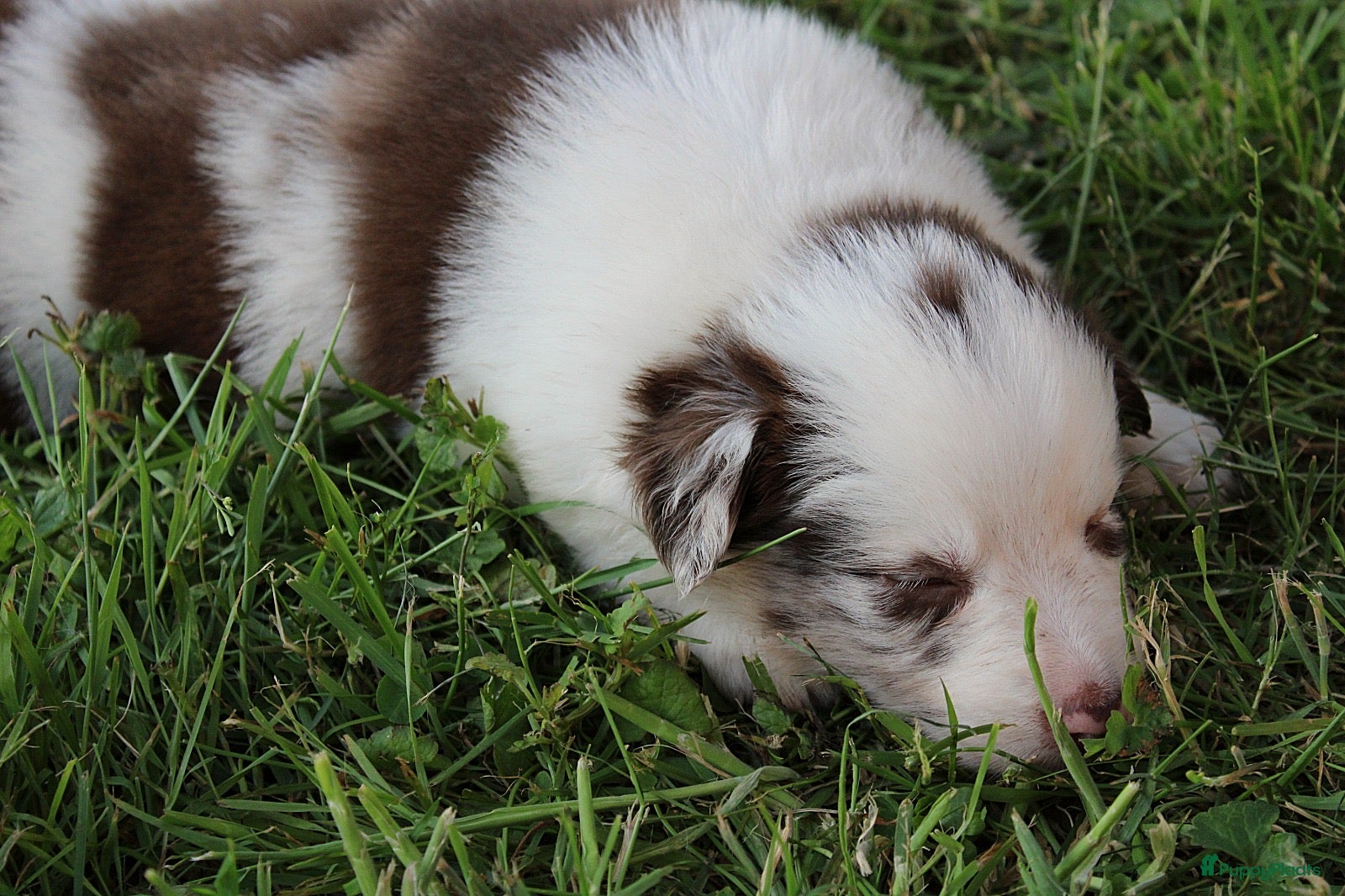 Border Collie honden te koop: Mooie speciale lieve Merle puppies - Advertentie 10