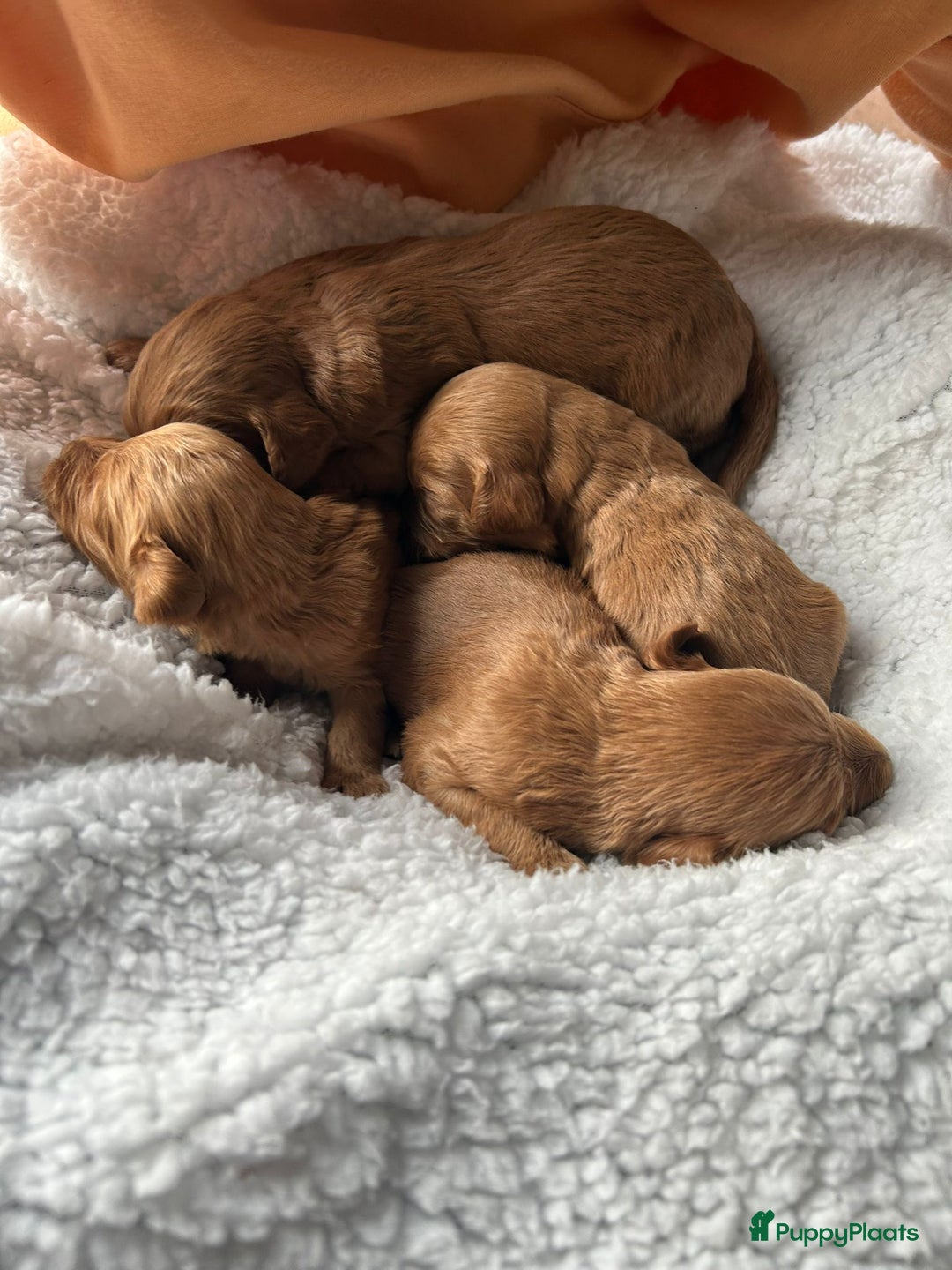 Labradoodle honden te koop: ✨ Liefdevol opgegroeide pups enkele te reserveren - Advertentie 10