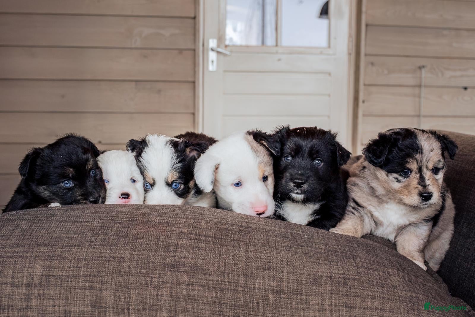 Kruising honden Unieke kruising met populaire rassen! - Advertentie 1