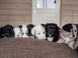 Kruising honden Unieke kruising met populaire rassen! - Advertentie 2