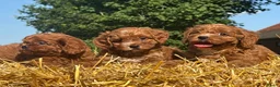 Cavapoo honden te koop: Cavapoo pups getest hypoallergeen mini doodle - Advertentie 10