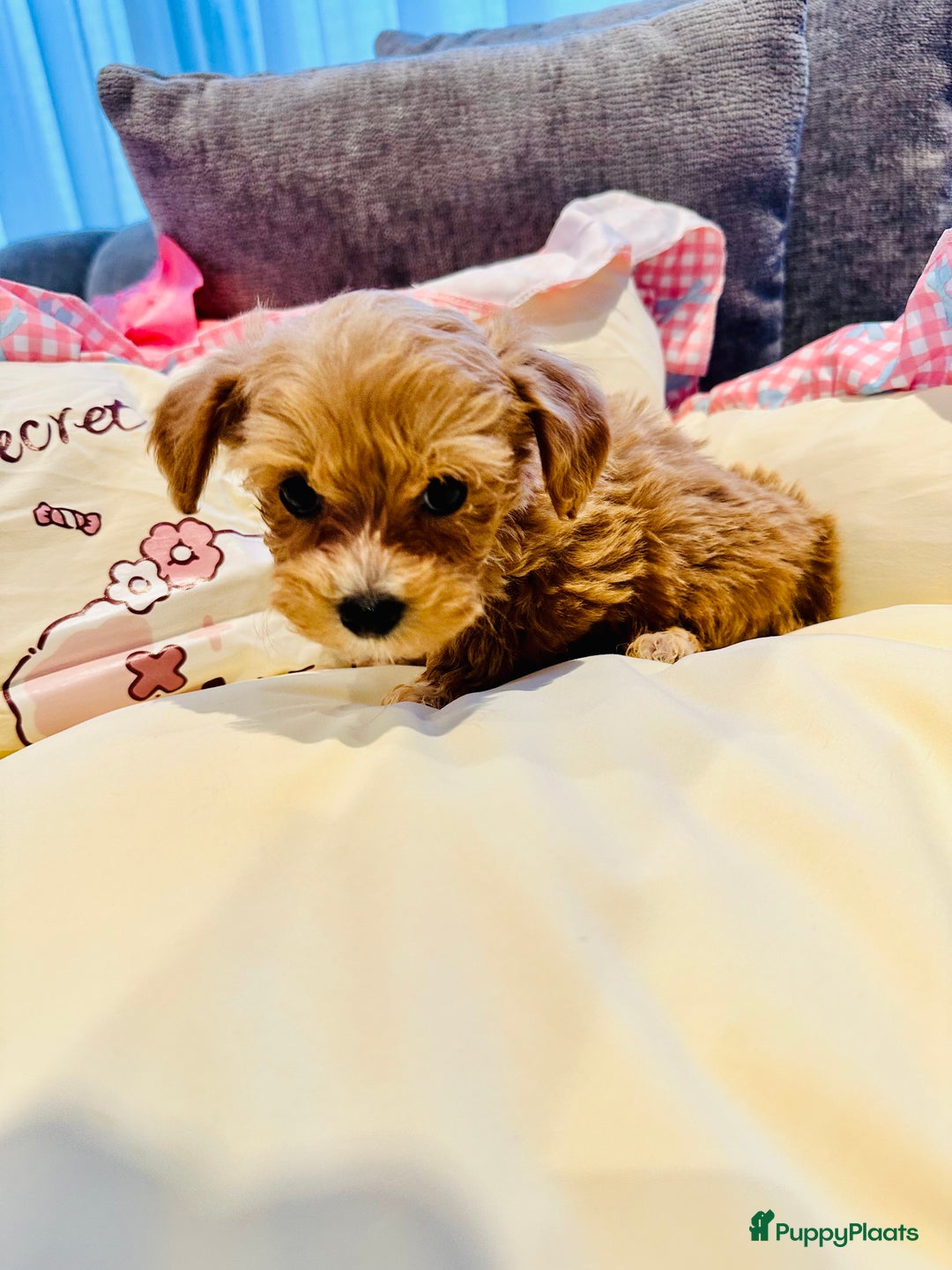 Maltipoo honden te koop: Bijzonder mooie maltipoo pups kunnen bijna weg - Advertentie 11