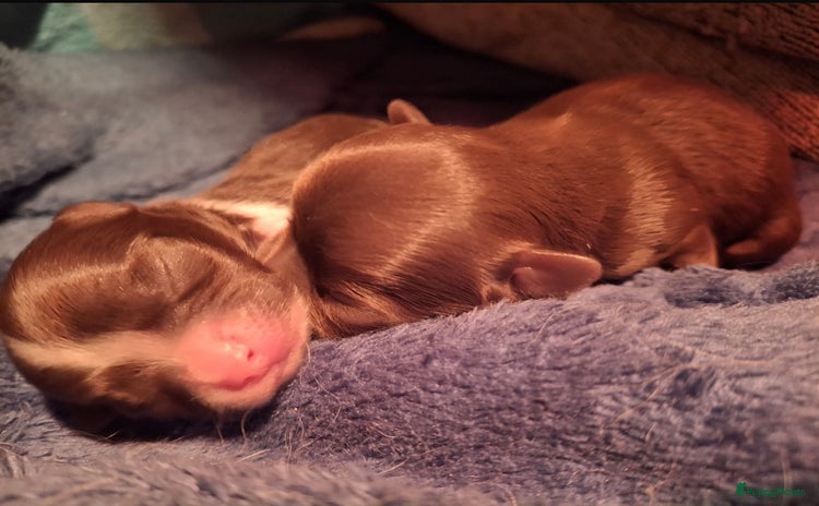 Chihuahua honden - Advertentie 1