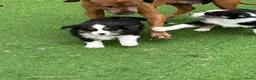 Australian Shepherd honden te koop: Miniature American shepherd reutjes - Advertentie 4