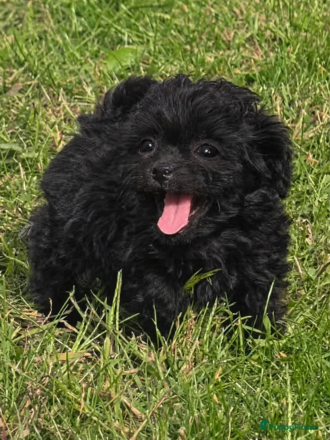 Kruising honden te koop: Maltipoo x boomer pups  - Advertentie 2