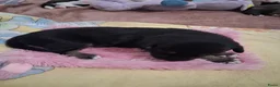 Kruising honden te koop: Te koop mooie pups - Advertentie 9
