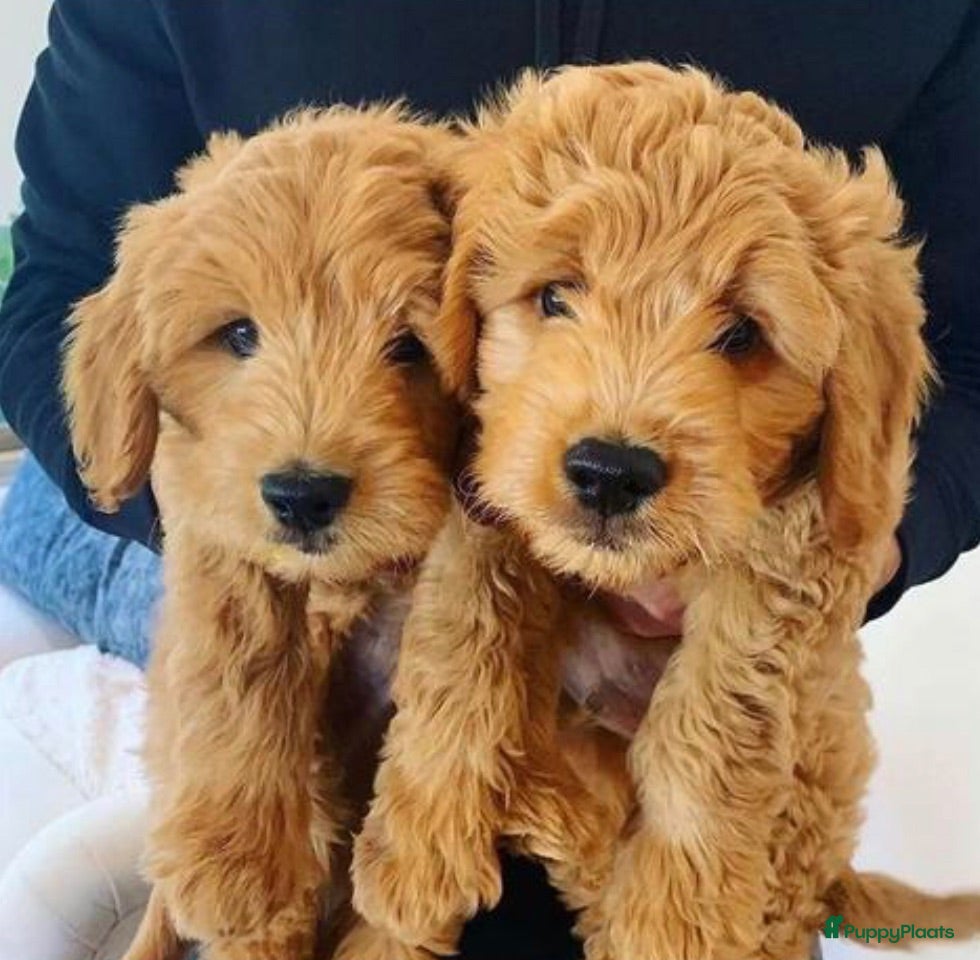 Kruising honden Australian Goldendoodle pups voor Autisme ADHD - Advertentie 4