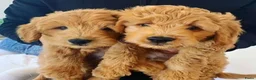 Kruising honden te koop: Goldendoodle pups voor Autisme ADHD Angststoornis - Advertentie 1