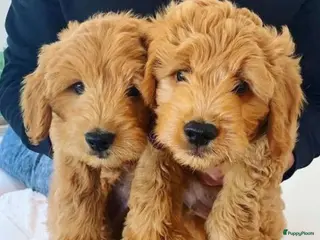 Kruising honden Goldendoodle pups voor Autisme ADHD Angststoornis - Advertentie 18