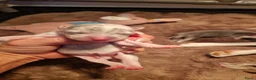 Jack Russel Terriër honden te koop: Blue en silvermerle jackrussell pups - Advertentie 13