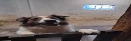 Kruising honden te koop: border collie (australische) herder - Advertentie 3