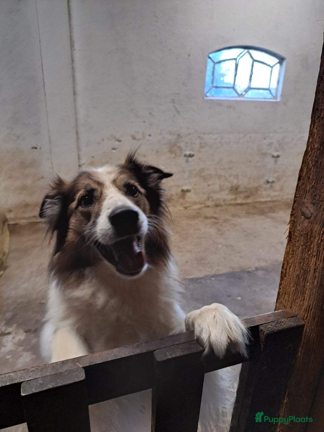 Kruising honden te koop: border collie (australische) herder - Advertentie 3