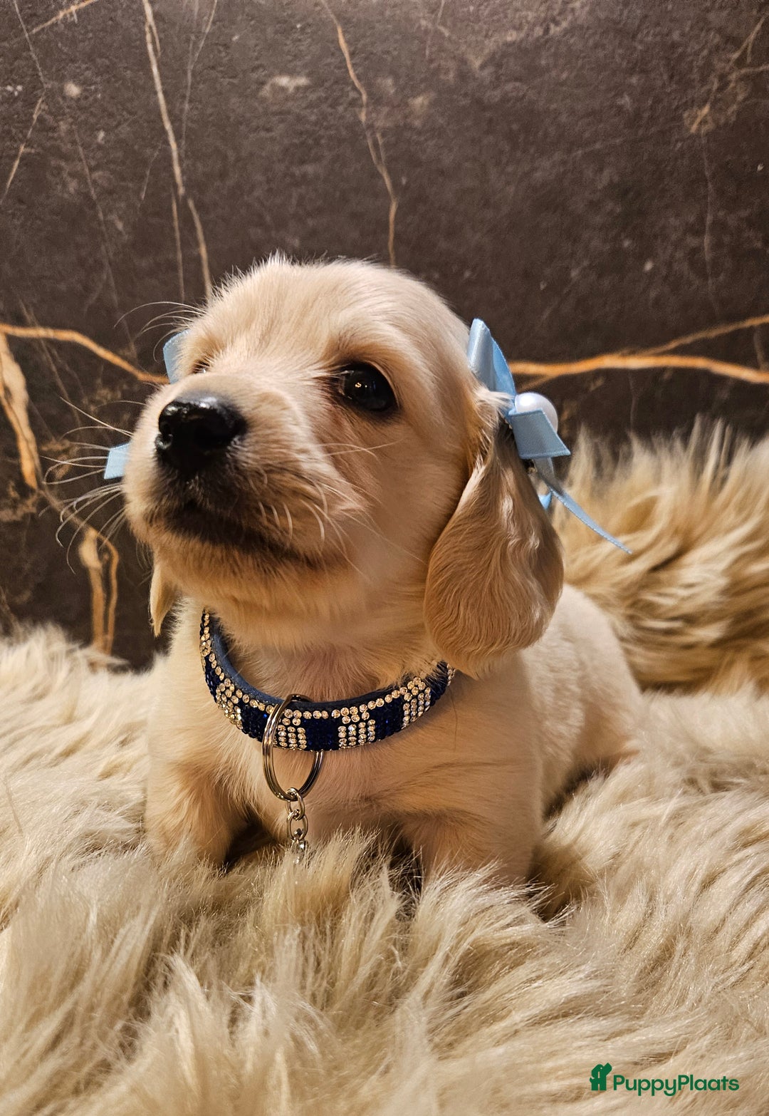 Teckel (langhaar) honden te koop: Schitterende licht blonde kleine teckel pupjes  - Advertentie 3