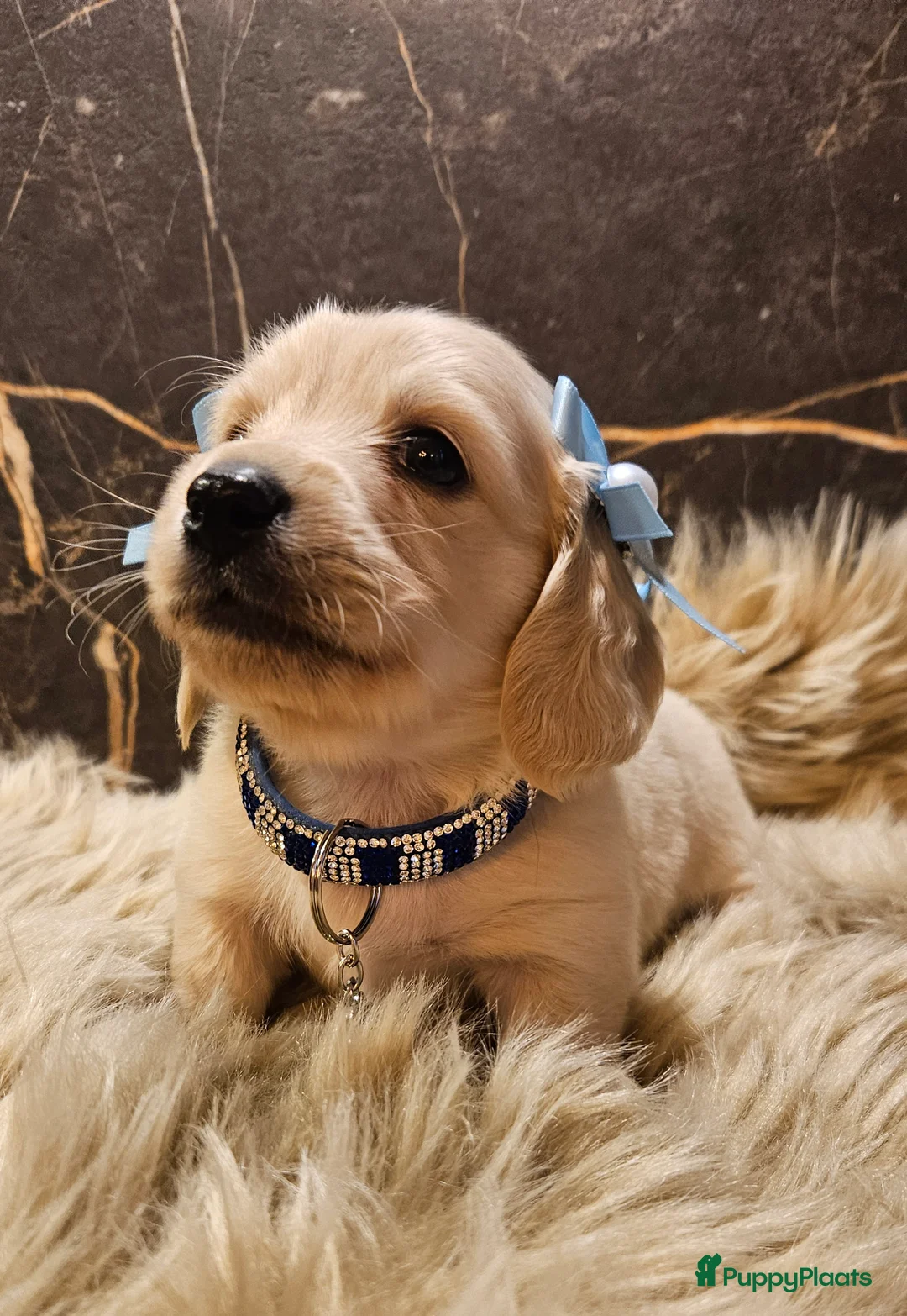 Teckel (langhaar) honden te koop: Schitterende licht blonde kleine teckel pupjes  - Advertentie 3