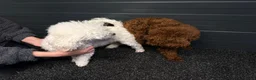 Poedel Toy honden te koop: Toy poedel puppy’s  - Advertentie 5