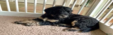 Bernedoodle Puppy 5