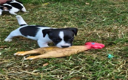 Jack Russel Terriër honden te koop: Jack russel pups (laagbenig) in Baarle-Nassau - Afbeelding 6