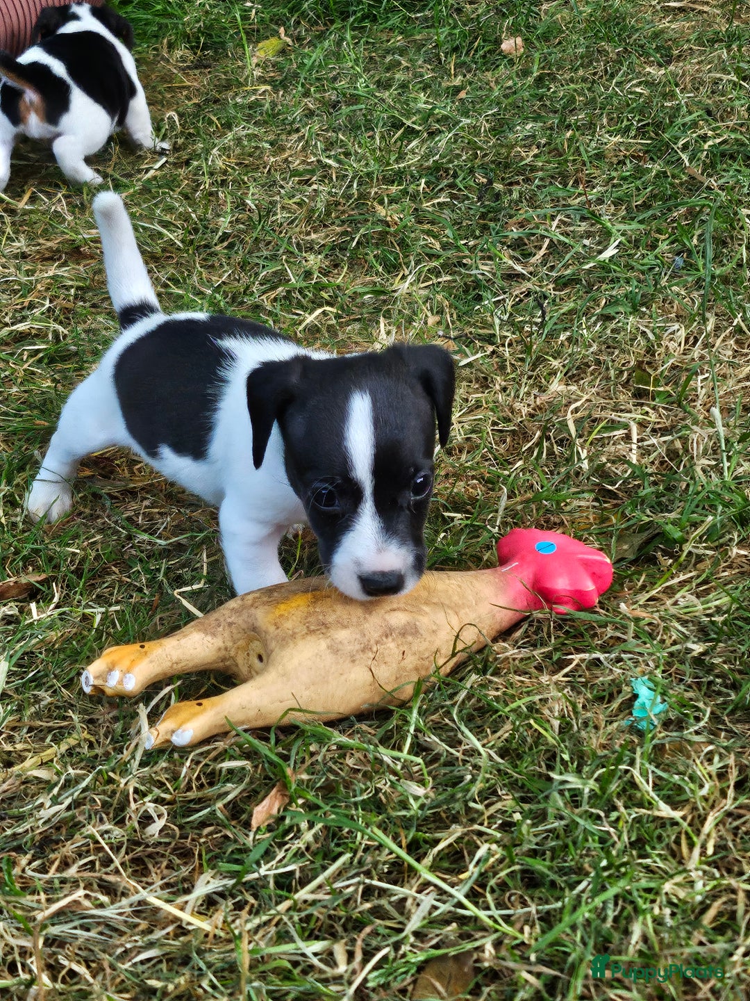 Jack Russel Terriër honden te koop: Jack russel pups (laagbenig) in Baarle-Nassau - Afbeelding 6