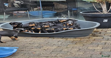 Dobermann honden - Advertentie 3
