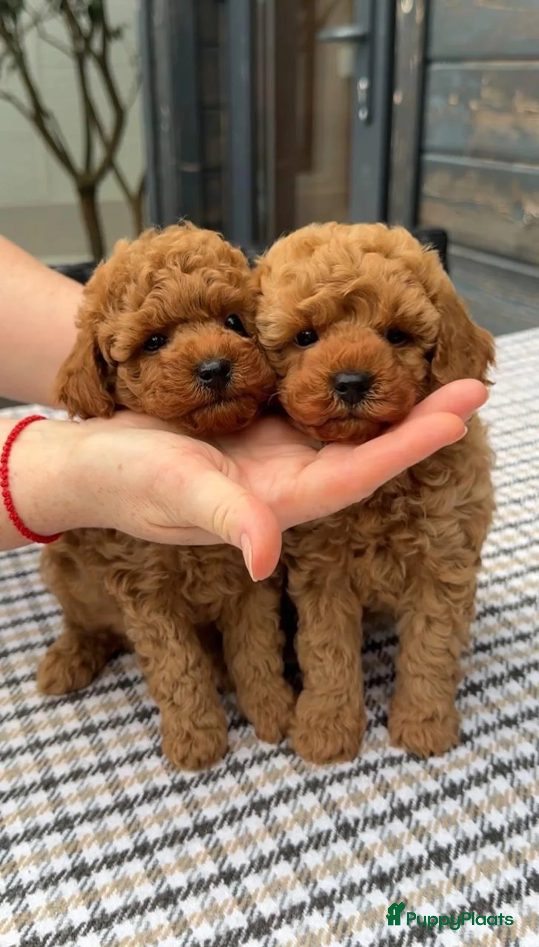 Poedel Toy honden te koop: Toypoedel pups  - Advertentie 5