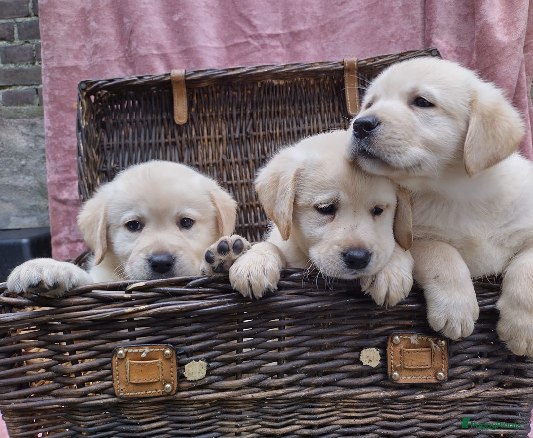 Labrador Retriever honden te koop: schitterend geel labrador reutje beschikbaar.  - Advertentie 4