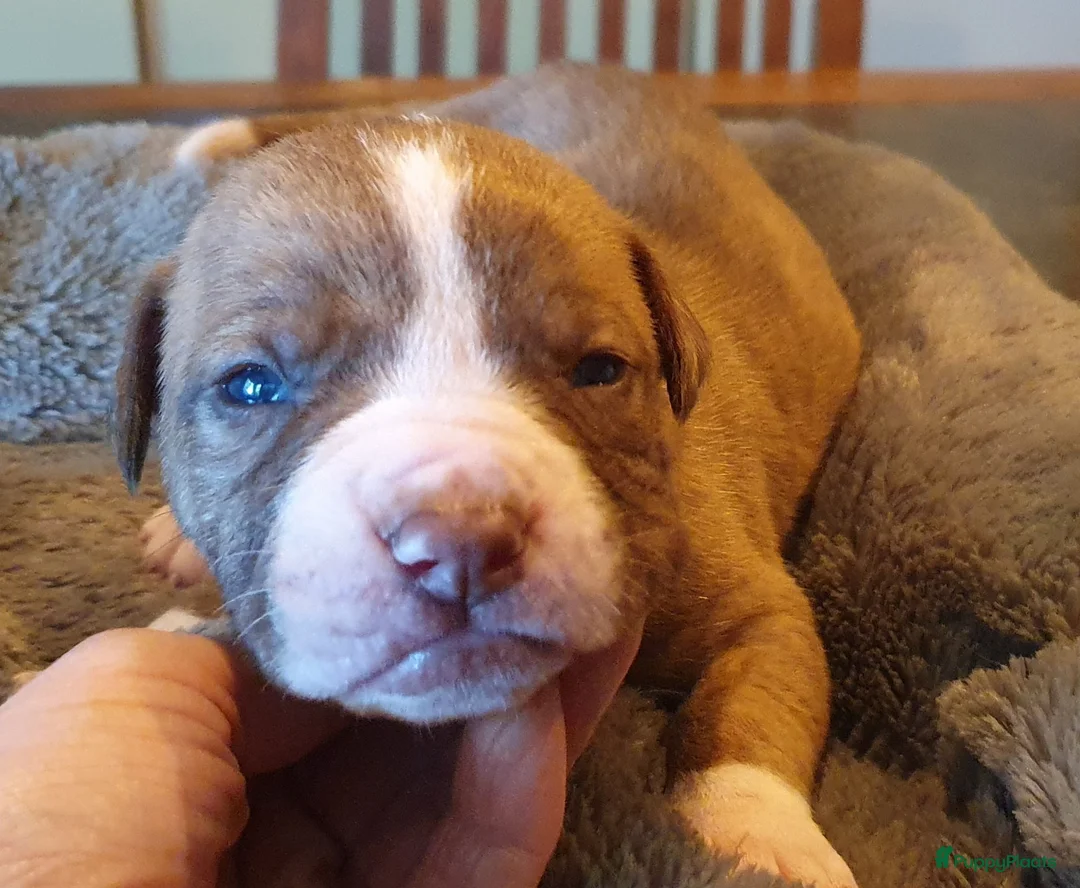 Amerikaanse Bulldog honden te koop: Mooie en gezonde Amerikaanse bulldog pups - Advertentie 2