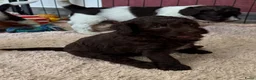 Australian Labradoodle honden te koop: Australian labradoodle bruin en bruin / bont! - Advertentie 13
