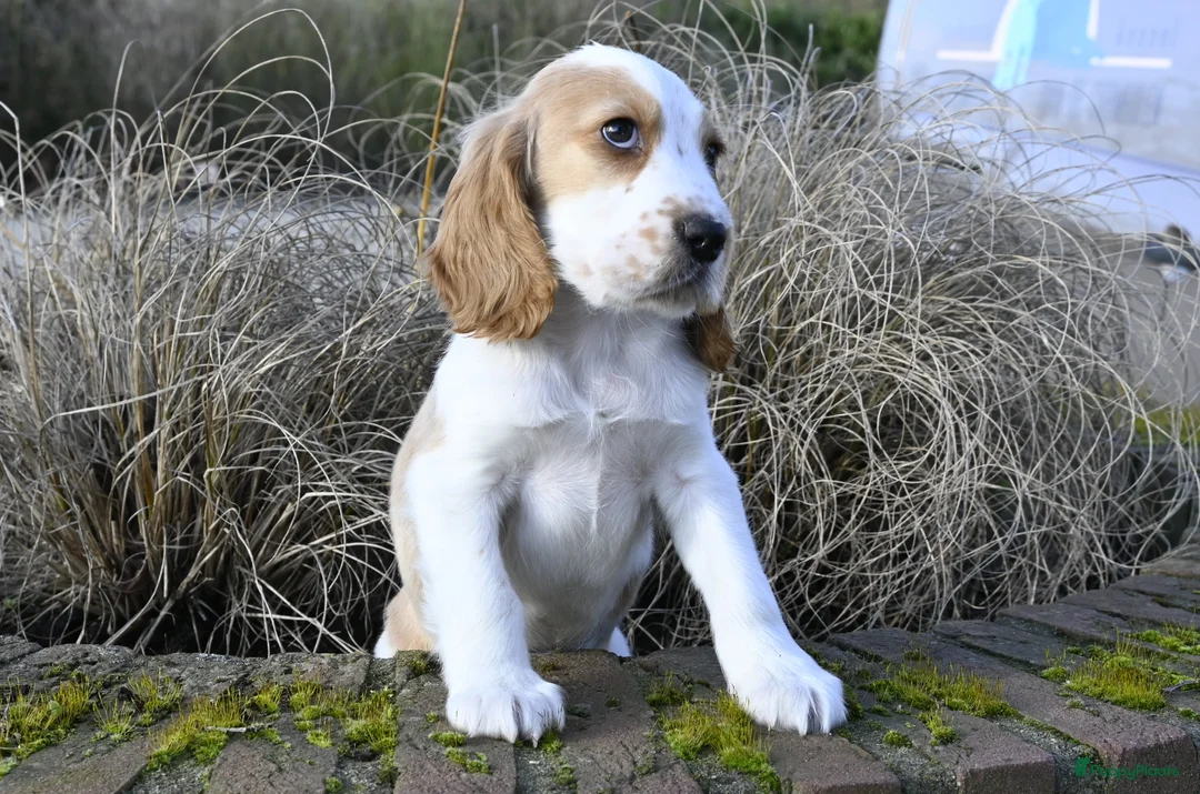 Engelse Cocker Spaniel honden te koop: Speelse Engelse Cocker Spaniel pup - Advertentie 20